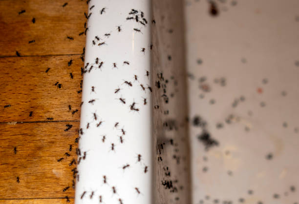 Reliable Bloomfield, NM Pest Control Solutions