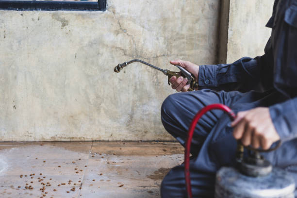 Best Flea Control Services  in Bloomfield, NM